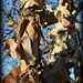 paper birch by mjmaven