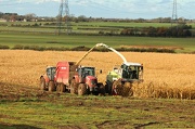 17th Nov 2012 - Last of the maize! 