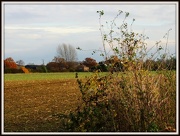17th Nov 2012 - Across the fields