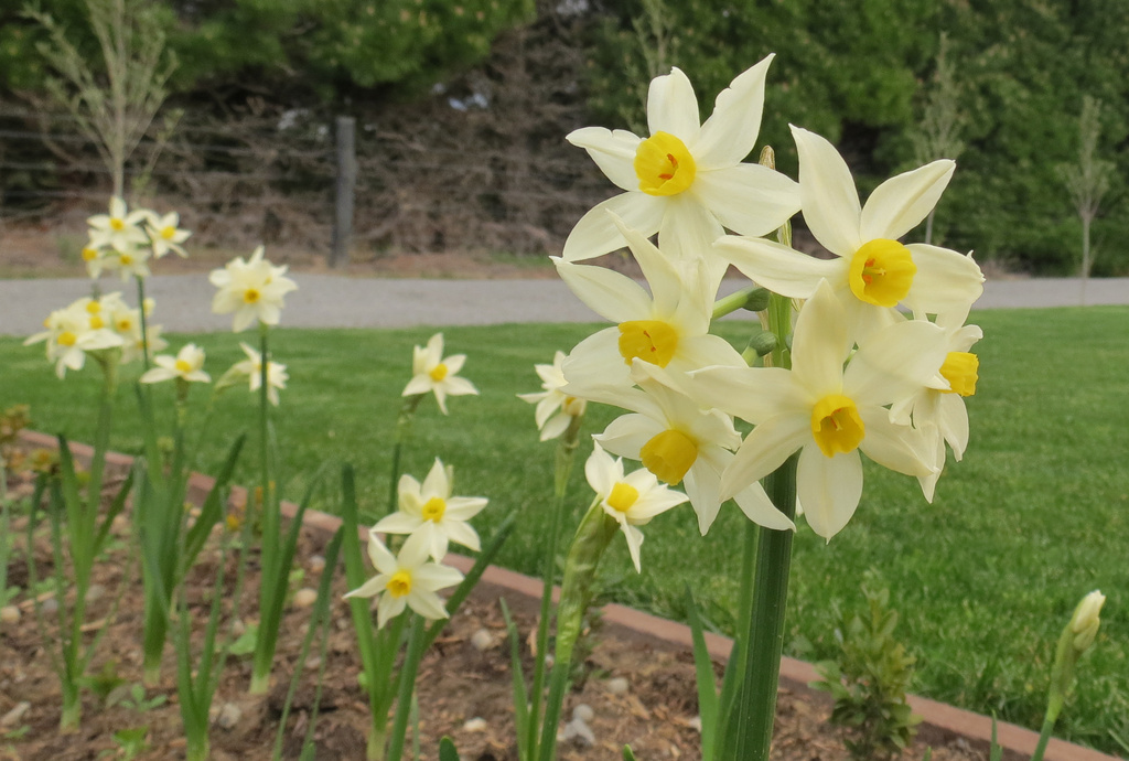 Cream Daffodil  by kiwiflora