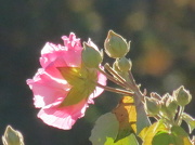 17th Nov 2012 - Confederate Rose