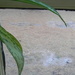 Rainy Day Behind Plant Leaves 11.15.12 by sfeldphotos