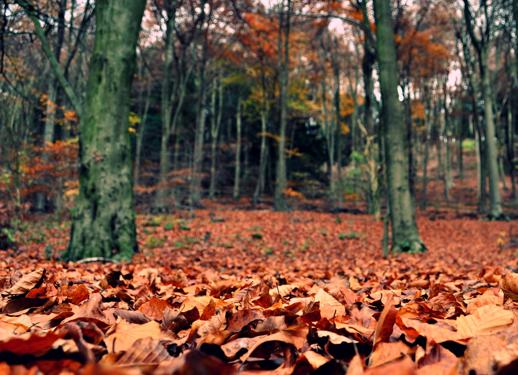 Autumn Carpet by andycoleborn