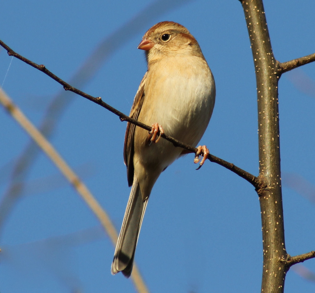 Field Sparrow by cjwhite