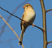 17th Nov 2012 - Field Sparrow