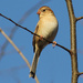 Field Sparrow by cjwhite