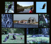 9th Nov 2012 - Florida Everglades II