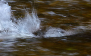 18th Nov 2012 - Spawning Salmon