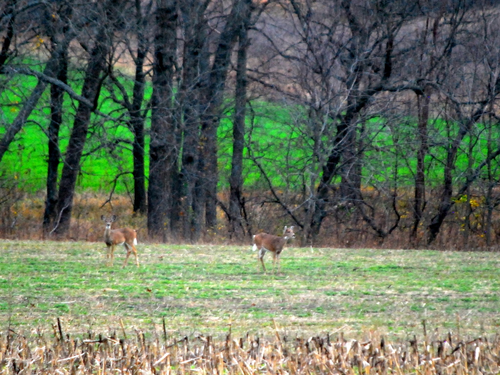 Deer on a Meadow by kareenking