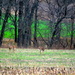 Deer on a Meadow by kareenking