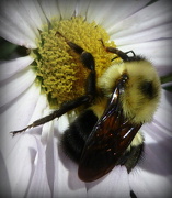 15th Nov 2012 - Bumble Bee