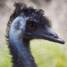 Emu by kiwichick