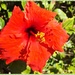Hibiscus on Sunday Morning by carolmw