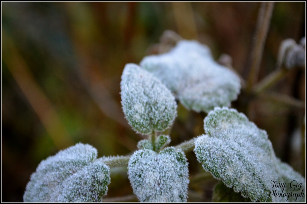 Frosty Morning by tonygig