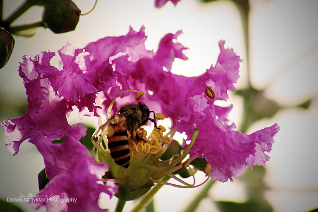 Bee and Flower by iamdencio