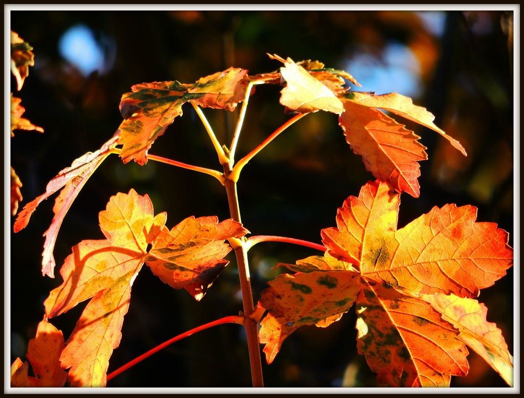 Autumn Leaves by rosiekind