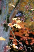 17th Nov 2012 - Autumn