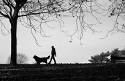 18th Nov 2012 - One man and his big dog went to Woodthorpe Grange Park