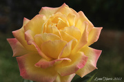 19th Nov 2012 - Backyard Rose