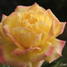 Backyard Rose by lynne5477