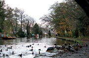 18th Nov 2012 - Ducks & boats.
