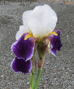 19th Nov 2012 - Iris 'Wabash' - after the rain