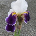 Iris 'Wabash' - after the rain by kiwiflora