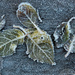 Frosty Leaves by harveyzone