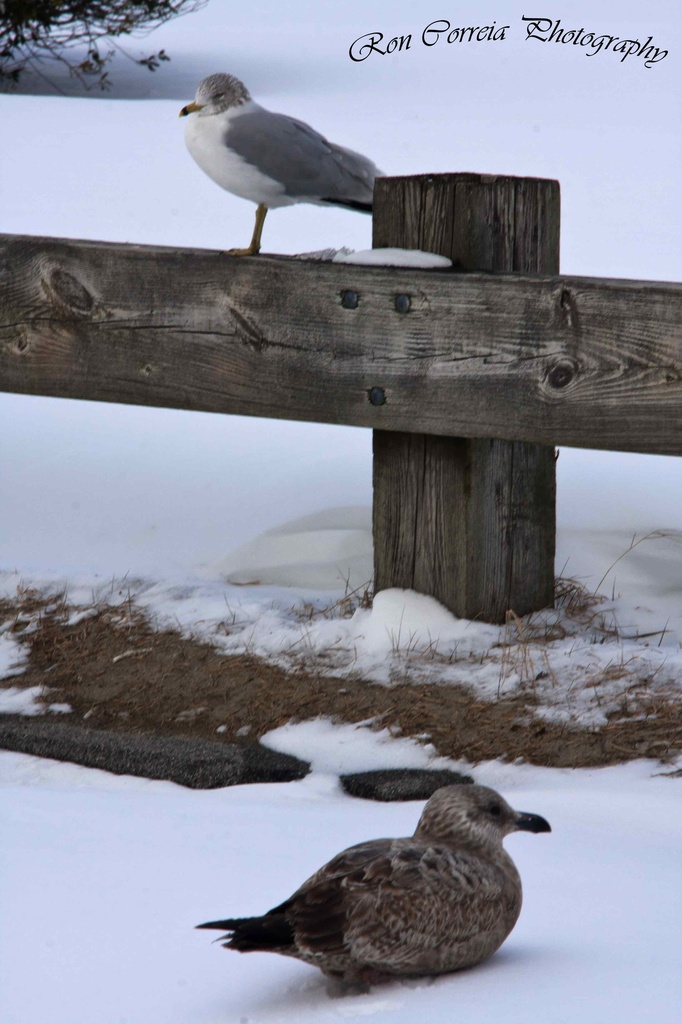 Cold Gulls by kannafoot