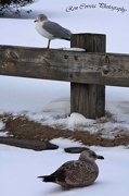 22nd Jan 2012 - Cold Gulls