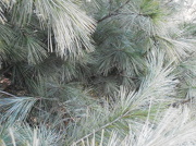 16th Nov 2012 - Friendly Pine Trees