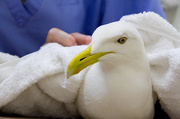 18th Nov 2012 - Loppy the Rescue Gull