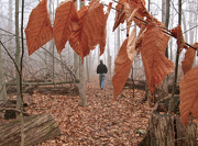 18th Nov 2012 - Walk in the Woods