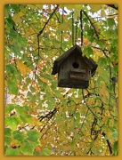 19th Nov 2012 - A House in the Trees