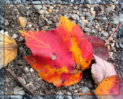 19th Nov 2012 - Burst of Color