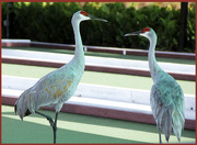 11th Nov 2012 - Florida Sandhill Cranes