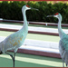 Florida Sandhill Cranes by hjbenson
