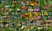 18th Nov 2012 - My little world of butterflies