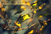 18th Nov 2012 - Blissful Leaves