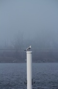 18th Nov 2012 - Foggy gull