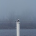Foggy gull by edorreandresen