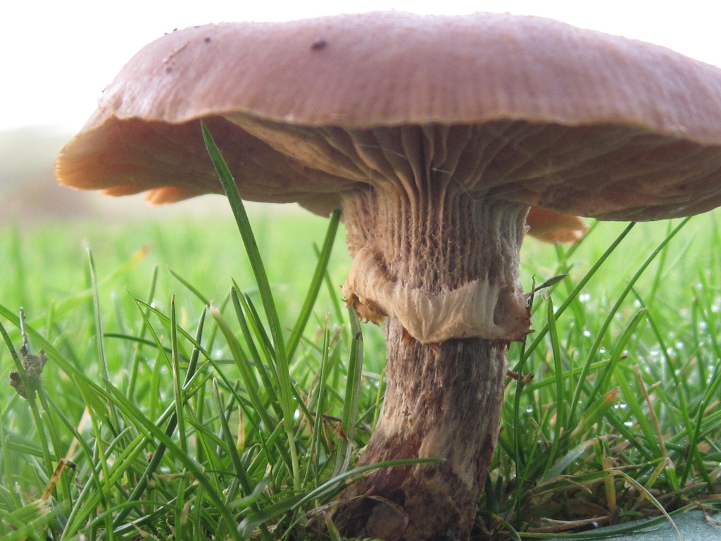Toadstool/mushroom? by mariadarby