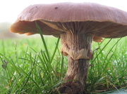18th Nov 2012 - Toadstool/mushroom?