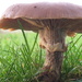 Toadstool/mushroom? by mariadarby