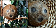19th Nov 2012 - Coconut Camouflage.