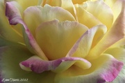 20th Nov 2012 - Rose Petals