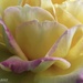 Rose Petals by lynne5477