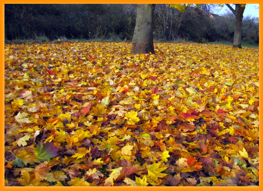 Carpet of leaves by busylady