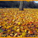 Carpet of leaves by busylady