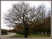 19th Nov 2012 - Lovely old tree